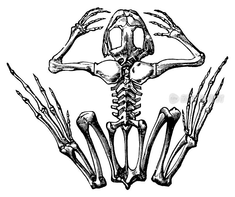 青蛙骨架|古董科学插图